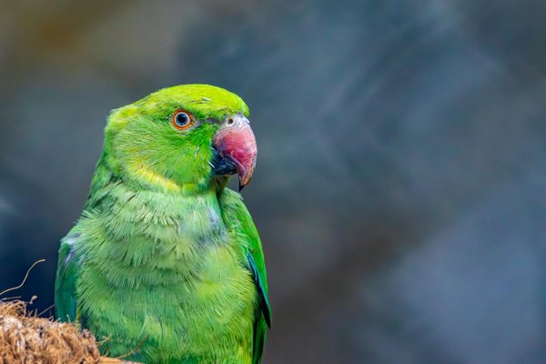 Welche Katzensicherheitsmaßnahmen sollte man im Haushalt beachten?