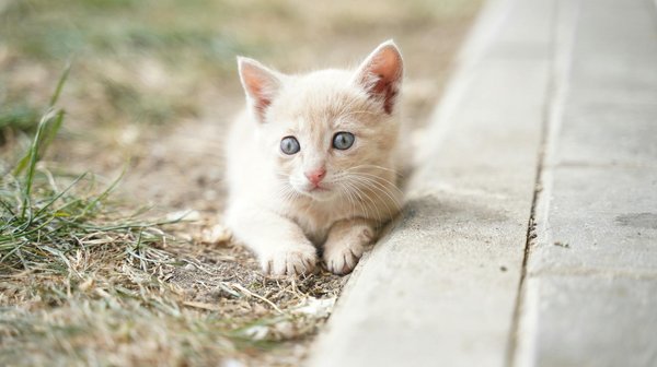 Welche Tiere haben außergewöhnliche Fortpflanzungsstrategien?